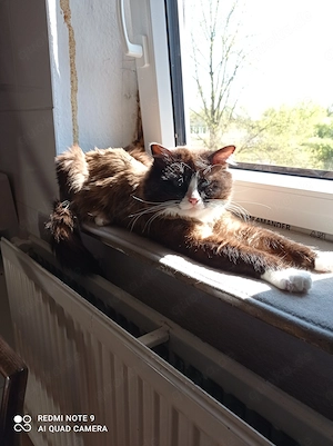 Ragdoll mit Stammbaum  Bild 2