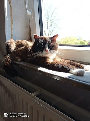 Ragdoll mit Stammbaum 