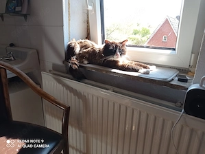 Ragdoll mit Stammbaum  Bild 3