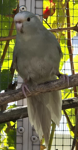 Ziegensittich, Henne