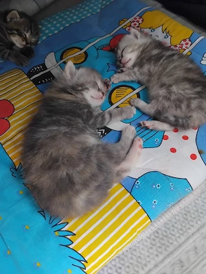 Liebevolle babys sind da 