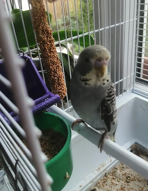 Suche Wellensittich Henne