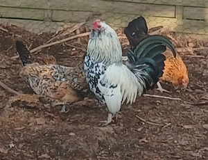 Antwerpener Bartzwerge, Eintagsküken, Bruteier 