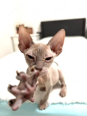 Sphynx Katze   in liebevolle und erfahrene Hände abzugeben (Wochen)