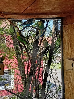 Verkaufe Wellensittiche