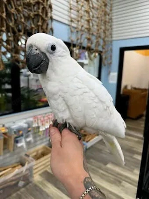 Weißhaubenkakadu-Babys