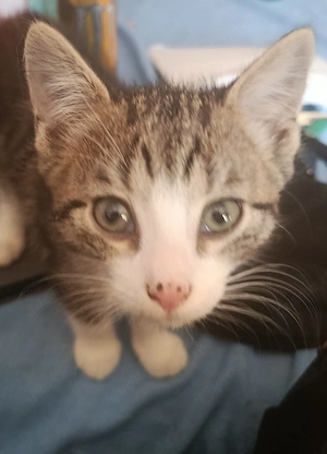 babyskatzen missling 