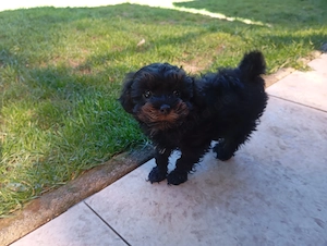 Toypudel Rüde Maltipoo asiatischer Toypudel darf ausziehen 