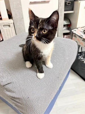 3 monate alte bkh babykatze zu verkaufen 