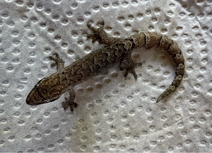 Jungferngeckos (Lepidodactylus lugubris)
