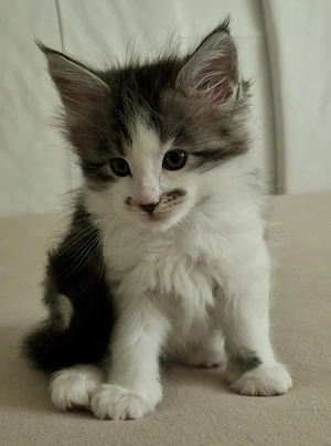 Maine Coon Kitten 