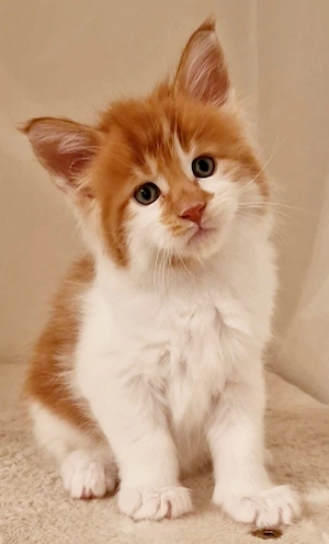 Maine Coon Kitten 