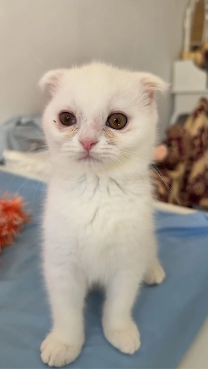 Reinrassiges Perser Kitten   weiß, flauschig, 2,5 Monate alt