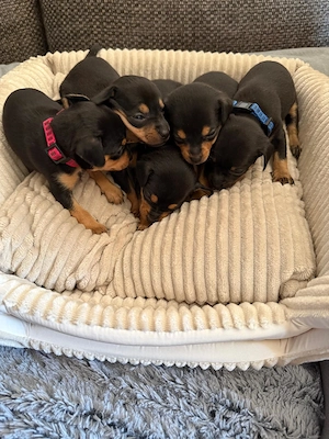 Mini Pinscher Welpen 