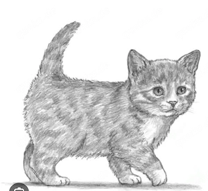 Ich Verkaufe meine Katzen