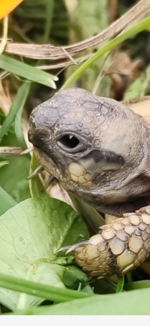 Suche Landschildkröte die ein gutes Zuhause sucht 