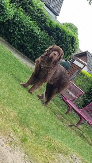 Neufundländer Deckrüde