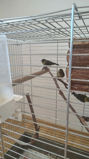 Erlenzeisig männlich und weiblich 