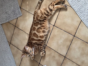Wurfankündigung Bengalkitten