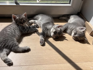 Britisch Kurzhaar und Heilige Brina Mix Kitten