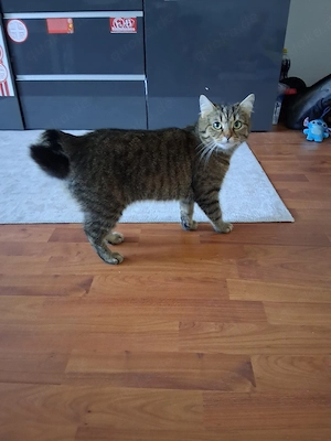 Schweren herzens katze abzugeben 