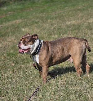 New englisch bulldogge deckrüde 