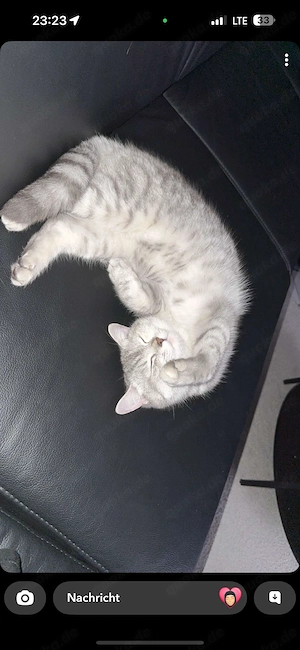 Britisch Kurzhaar Katze sucht neues zuhause Bild 3