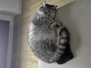 Britisch Kurzhaar Katze sucht neues zuhause