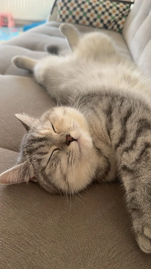 Britisch Kurzhaar Katze sucht neues zuhause Bild 7