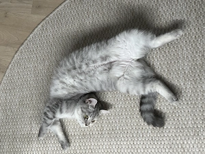 Britisch Kurzhaar Katze sucht neues zuhause Bild 6