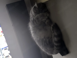 Britisch Kurzhaar Katze sucht neues zuhause Bild 2