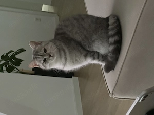 Britisch Kurzhaar Katze sucht neues zuhause Bild 5