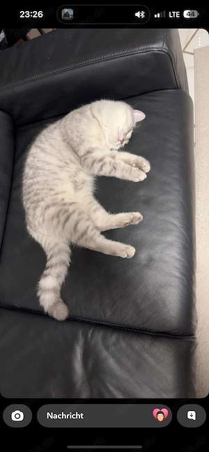 Britisch Kurzhaar Katze sucht neues zuhause Bild 4