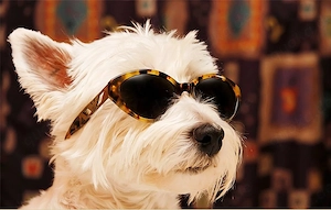 Liebevolle Hundebetreuung - Raum Bad Kissingen