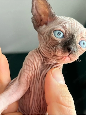 Sphynx Kitten (08.03.) suchen liebevolles Zuhause   erster & letzter Wurf