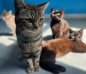 Tabby Angora Mix Katzen zur Abgabe 1 Jahr alt