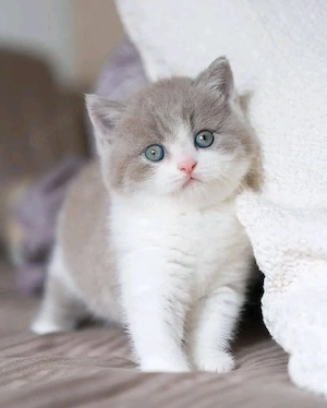 Britisch Kurzhaar Kätzchen   Männchen & Weibchen verfügbar   