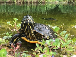 Suche Rotwangenschmuckschildkröte