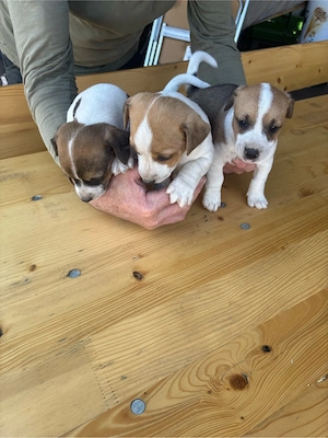 Jack Russel Terrier Welpen