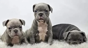 Französische Bulldogge Welpen mit Ahnentafel!!