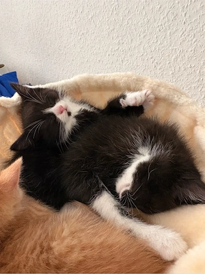 Kitten abzugeben
