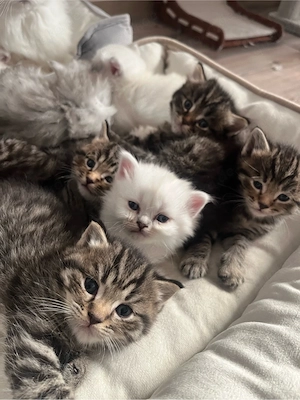 zuckersüße Blh   Bkh Kitten Bild 3