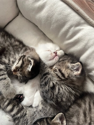 zuckersüße Blh   Bkh Kitten Bild 5