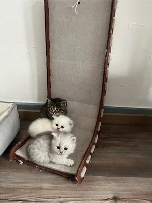 zuckersüße Blh   Bkh Kitten Bild 2