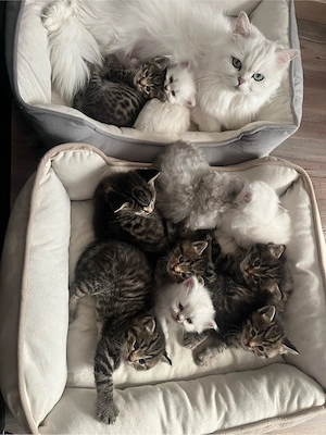 zuckersüße Blh   Bkh Kitten