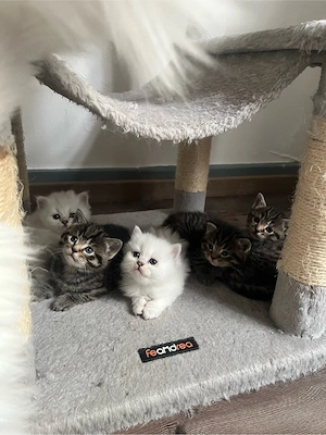 zuckersüße Blh   Bkh Kitten Bild 4