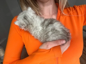 zuckersüße Blh   Bkh Kitten Bild 6