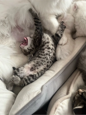 zuckersüße Blh   Bkh Kitten Bild 10