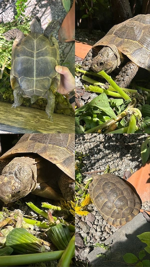 Zwei zahme Landschildkröten (11 und 12 Jahre) in liebevolle, artgerechte Haltung abzugeben   
