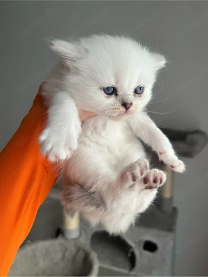 zuckersüße Blh   Bkh Kitten Bild 7